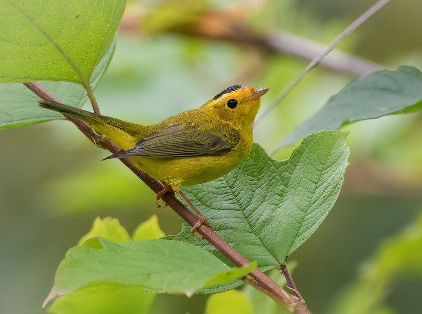 Wilson's Warbler