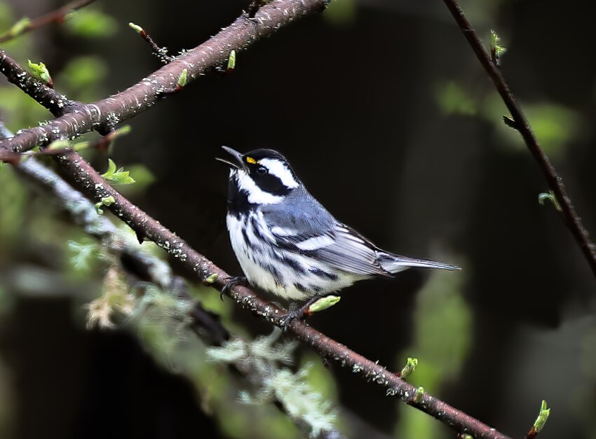 Black-throated Gray Warbler