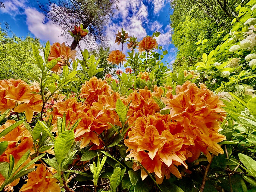 The state flower at Springwood Park.
