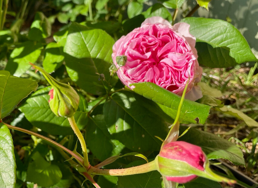 One of Joy's 106 roses.