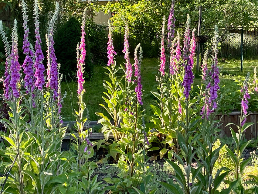 A fine stand of foxgloves.