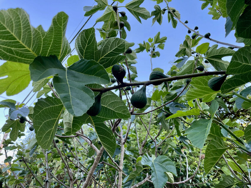 Figs on their way to becoming sweet.