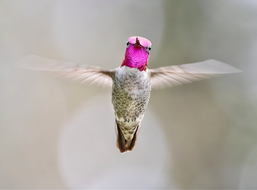 An Anna's male hummingbird in flight.