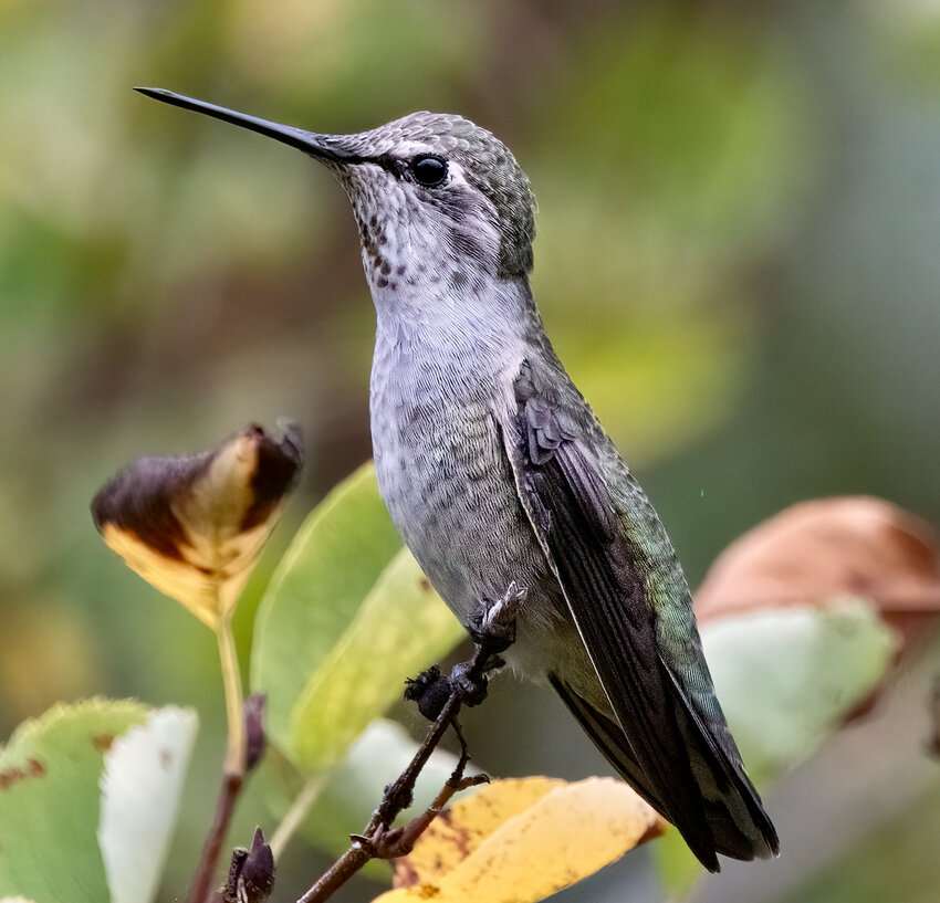 A close-up of a female Anna's hummingbird.