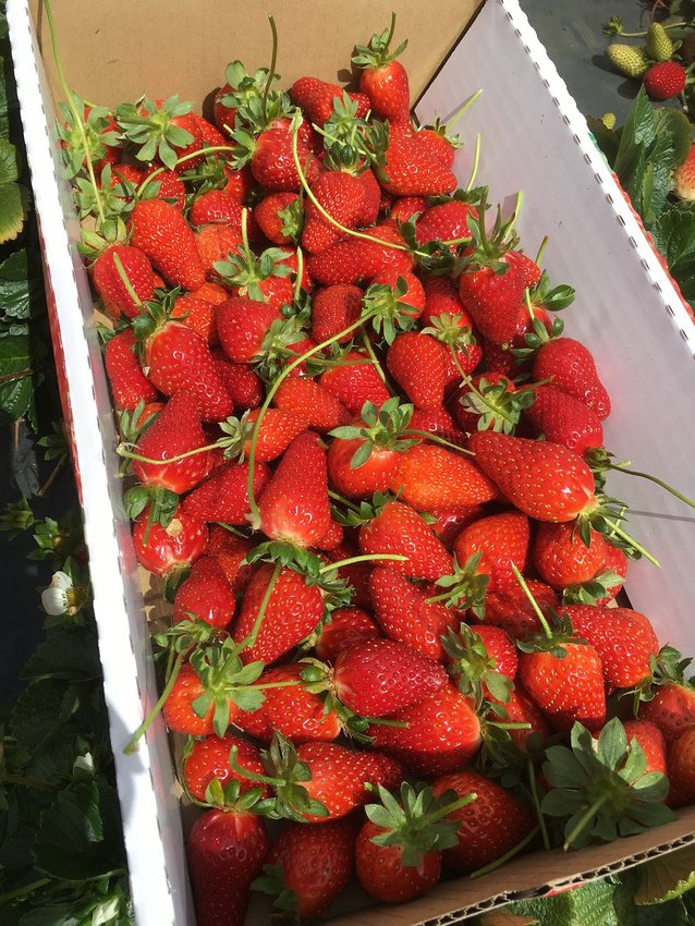 In late May, the strawberries are almost ready for picking. Modern child labor laws have put most 5th and 6th graders out of the strawberry-picking business.