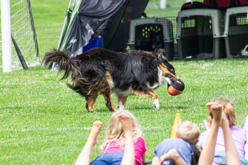 Six-year-old border collie, Reed, catches a ball at Rainier Vista Community Park during a Border Collie International show on Thursday.