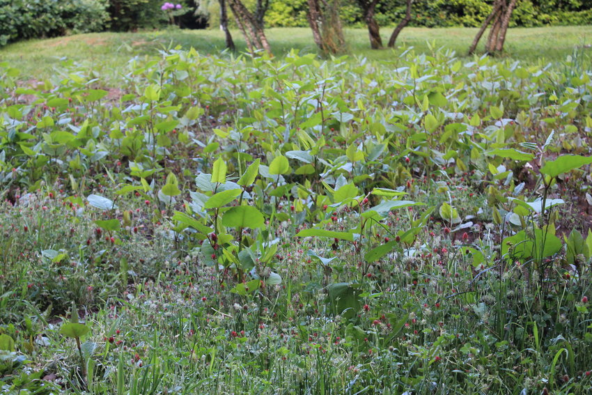 Japanese Knotweed, deceptively beautiful, is a pesky plant local man Denny Hamilton continues to battle in his yard.