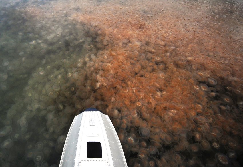 Massive smacks of moon jellyfish are seen below a floatplane pontoon in Puget Sound.
