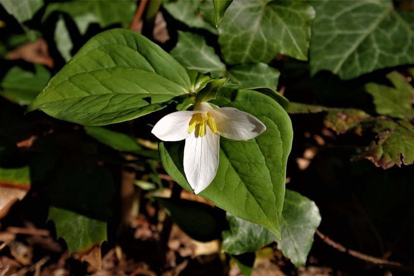 Almost-spring's first Trilliums appeared in Priest Point Park in Olympia on Saturday, March 13, 2021.