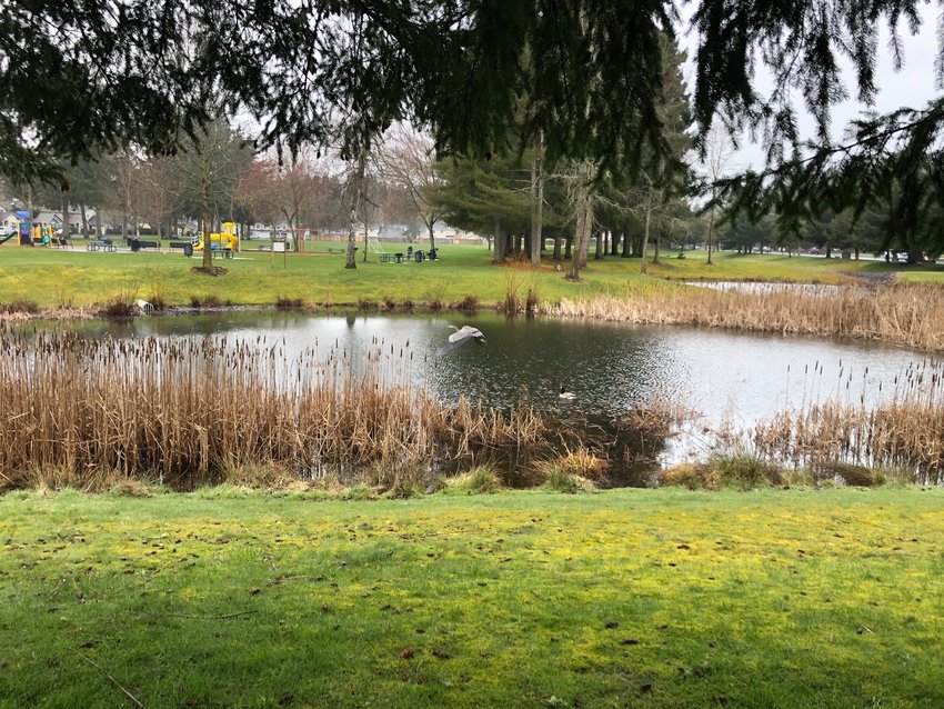 Look closely and you'll see a blue heron in flight near the center of the pond. It's unusual to see these birds in the city; this one was spotted at William A. Bush Park on Yelm Highway in Lacey on March 24, 2021.