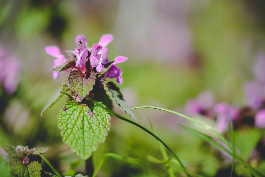 Close up of a Lamium purpureum, which grows wild in Thurston County.