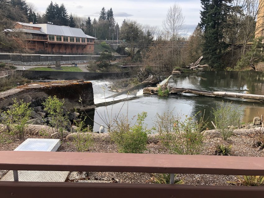 This view above Tumwater Falls was not available to the public until April 1, 2021, when the new fish hatchery and remodeled Brewery Park at Tumwater Falls reopened.