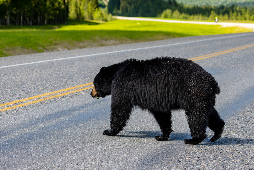 An American Brown Bear, the same species found in Lacey on May 8, 2021, crossing a street in Alaska.
