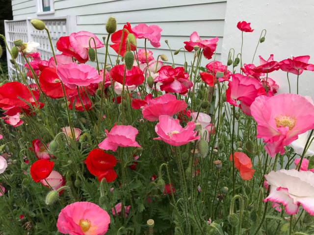 Shirley poppies are one of several annual flowers that reseed themselves; they grow well in Thurston County and come up in a variety of colors.