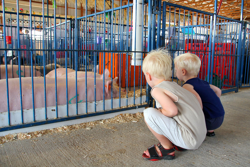 The Thurston County Fair is cancelled for 2021 -- and was cancelled for 2020 as well.  Families of children such as these might find fairs in other counties in Washington this summer.