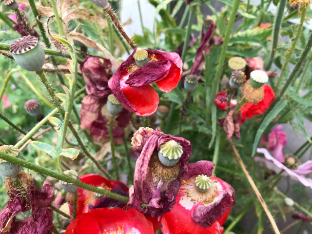 A sad sight: poppies scorched by 109 degree heat
