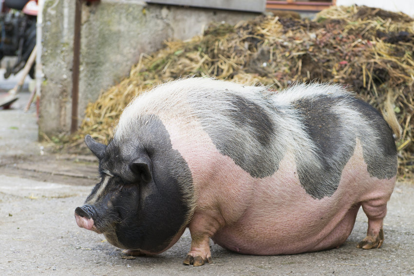 Potbelly (or pot-bellied) pigs are permitted as household pets in the city of Olympia but must be licensed.