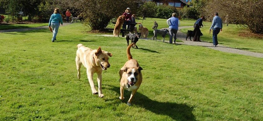 Olympia announced the opening of three new dog parks including Evergreen Park, Mclane Park, and Ward Lake Parcel on Sept. 21, 2021.