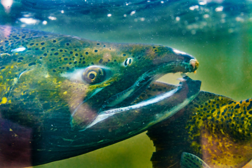 Chinook Salmon (Oncorhynchus, tshawytscha) swim up Issaquah creek from sea to return home to the Issaquah Hatchery.