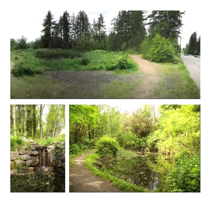 The Olympia Parks, Arts and Recreation Department recently took over the management of four city properties including Yauger Wetlands (above) and Indian Creek (both images below) .