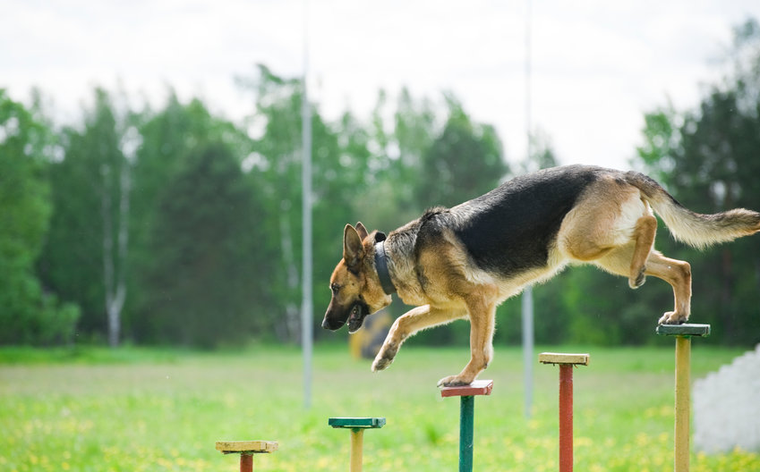 Police dogs, such as the one shown above, receive months of training before being put into service.