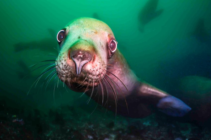 &quot;'Stellar Sea Lion'&quot; is one of the many stunning images of life in and on the Puget Sound that can be seen as part of the We Are Puget Sound exhibit.