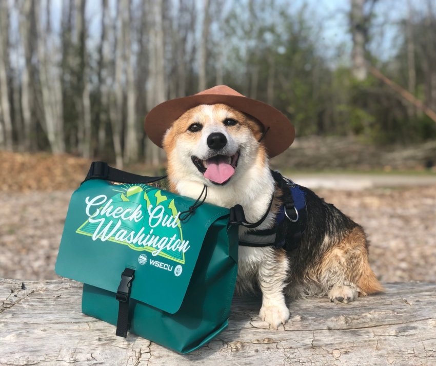Hubert the Corgi doesn't come with Timberland Regional Library's Check Out Washington Kits but he's clearly happy for the adventure it inspired.