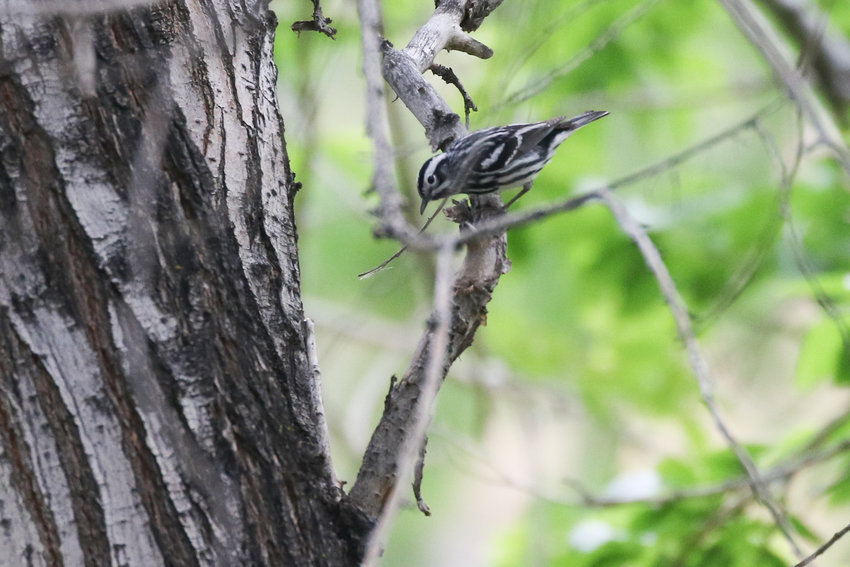 This Black &amp; White Warbler was found way out of its normal habitat in Getty's Cove, in eastern Washington.