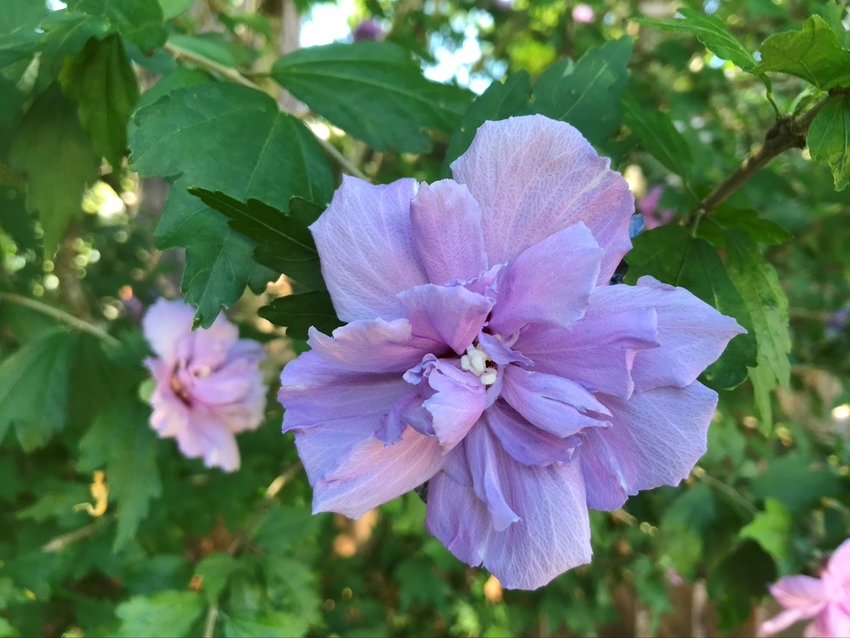 This is a flower on the &ldquo;old&rdquo; hibiscus &mdash; the one that&rsquo;s been in the ground for 20 years.