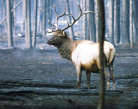 A bull elk in Yellowstone National Park, 1988.