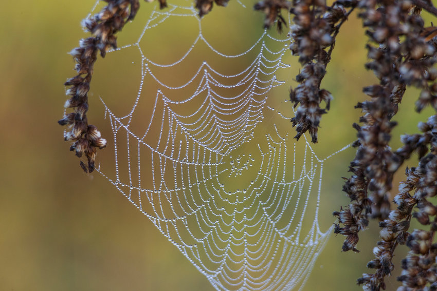 A tender cobweb with small dew drops shines in the sunlight against a warm background.
