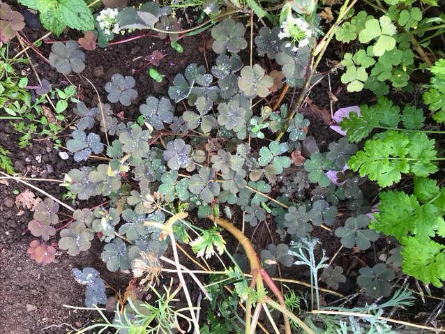 Oxalis corniculata, a troublesome little weed lurking under and in between its neighbors.
