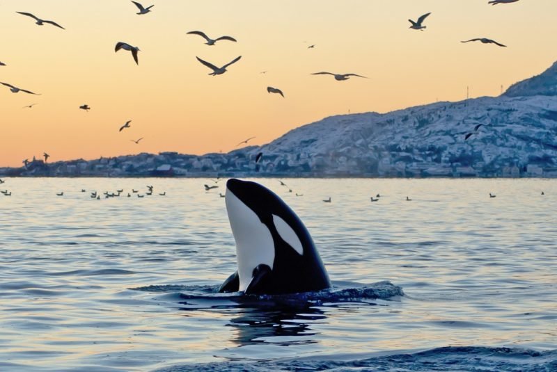 Orcas are an endangered species in Puget Sound.