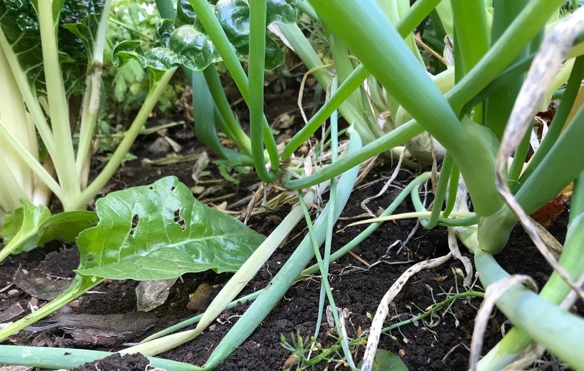 What&rsquo;s under the Swiss chard and green onions is more important to worms and many insects than the plants.