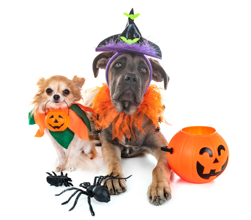 Pets going with family, or helping welcome Trick or Treating families should watch to make sure of their safety too.