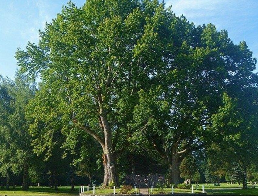 The two trees in Tumwater are recognized by American Forests as the two largest American chestnut trees.