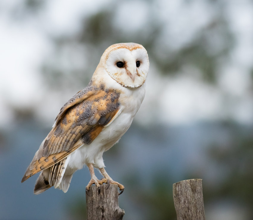 A Barn Owl perches on a fence post.