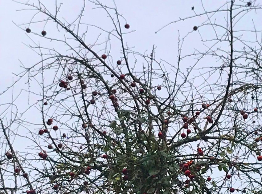 Apples still clinging to a tree in winter.