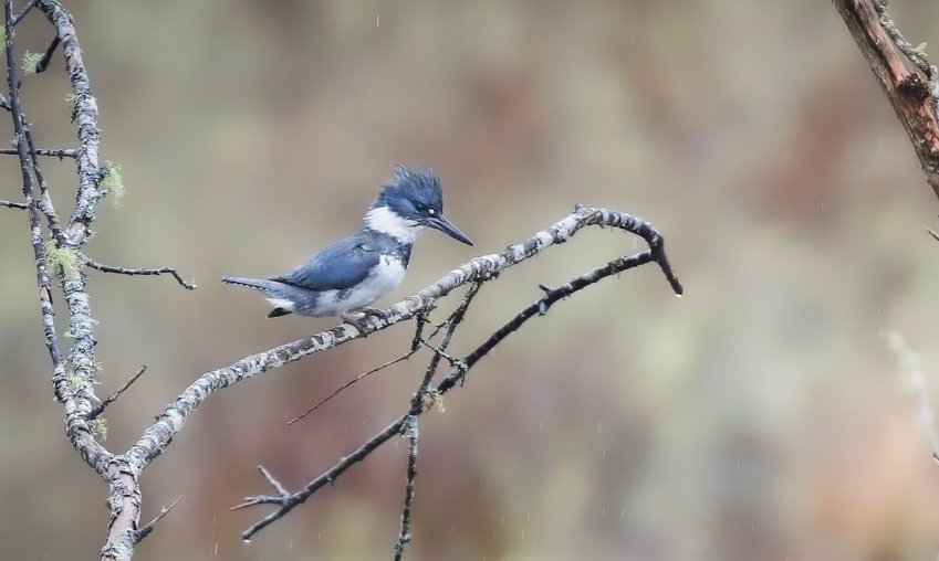 Belted Kingfisher - female looking for prey