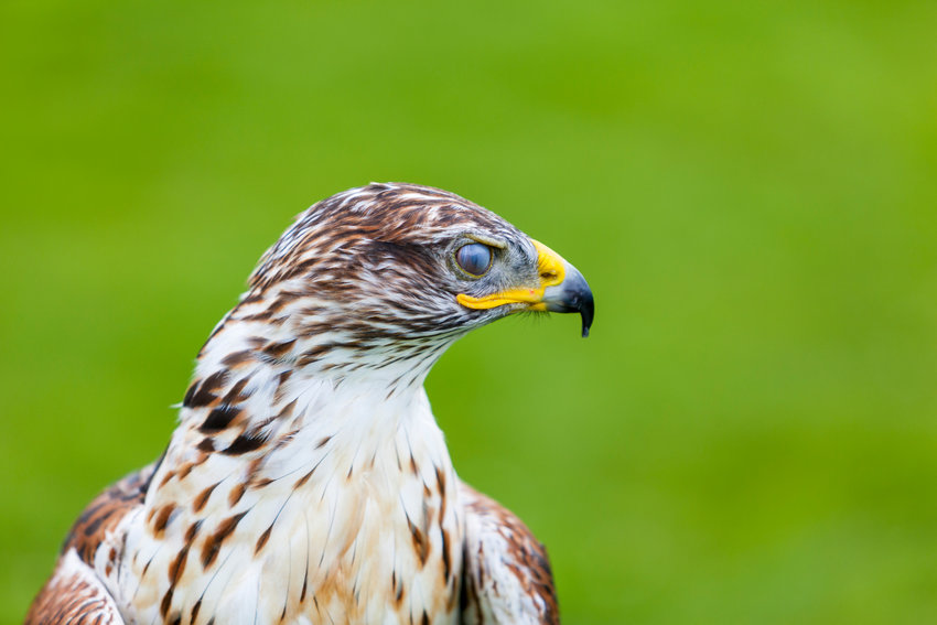 A Ferruginous Hawk blinks its third eyelid, or Nictitating membrane, which is used to protect and moisten the eye whilst maintaining visibility. They are found in Eastern Washington.
