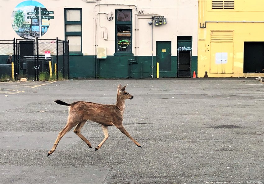 A deer jaunting around downtown Olympia.