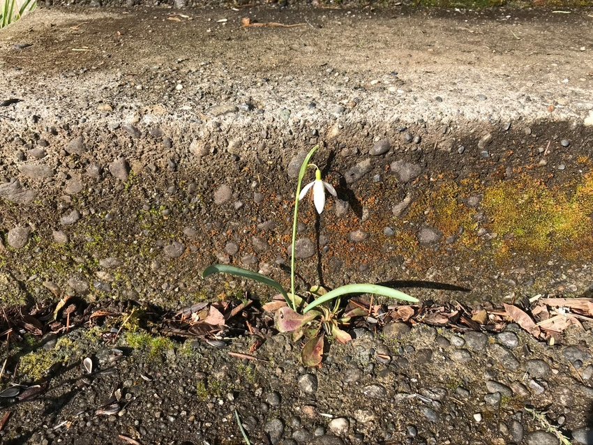 &ldquo;Another miracle of the living world: A snowdrop blooms in a crack at the bottom of the front steps.&rdquo;