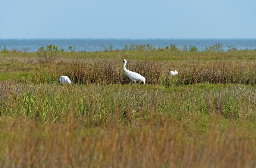 Whooping Cranes at Aransas National Wildlife Refuge, Texas.