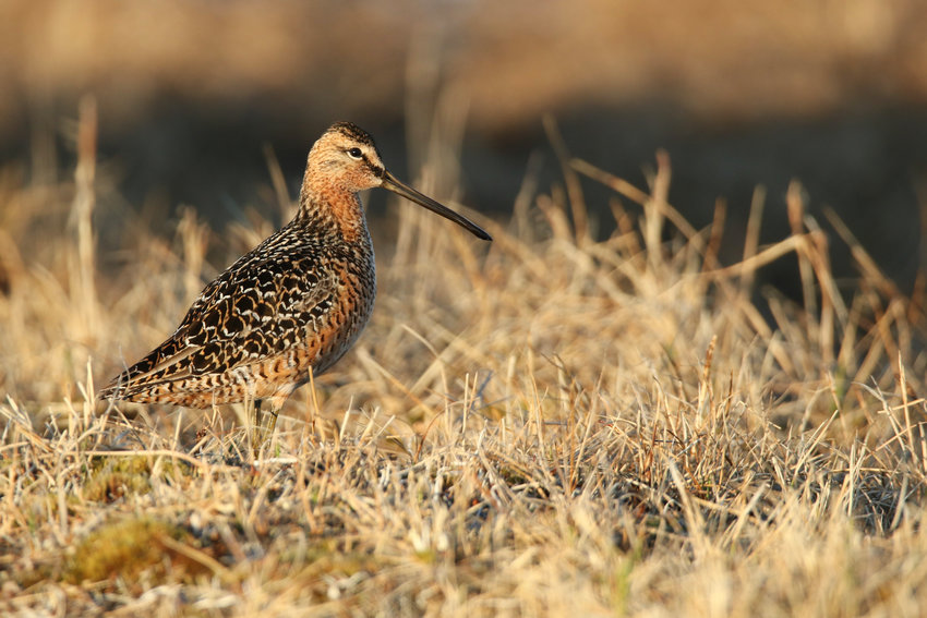 This is the Long-billed Dowitcher.