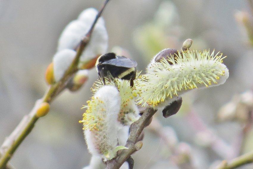A queen (B. vosnesenskii) bumble bee nectaring on willow catkins. Willow should be in bloom right about now.