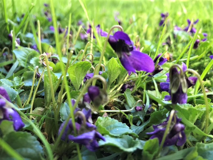 Little purple violets volunteering to enliven the lawn.