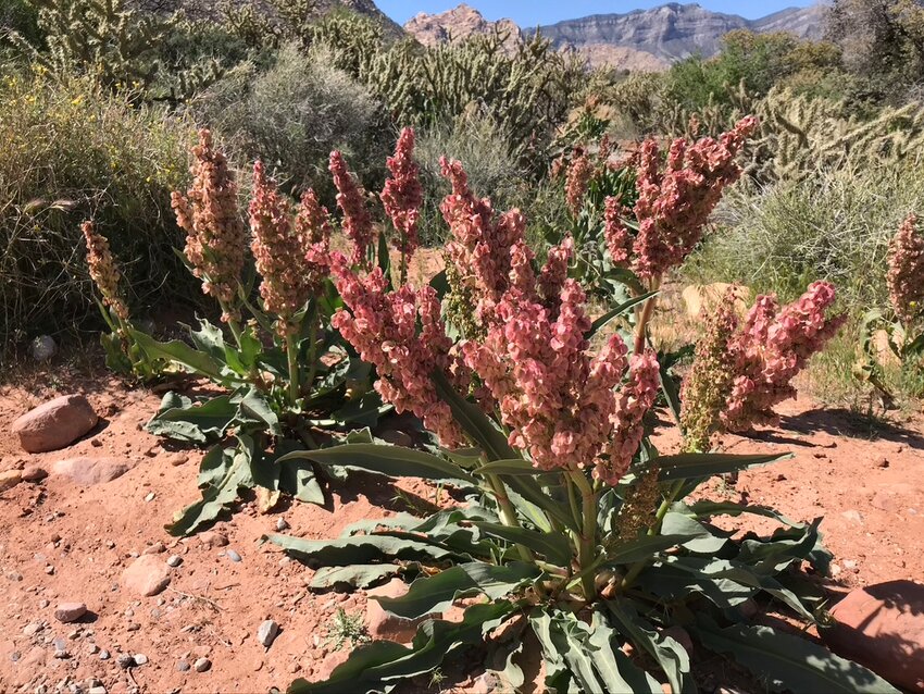 This relative to a local weed called dock is known in Nevada as sand dock or desert rhubarb, aka Rumex hymenoesepalus.