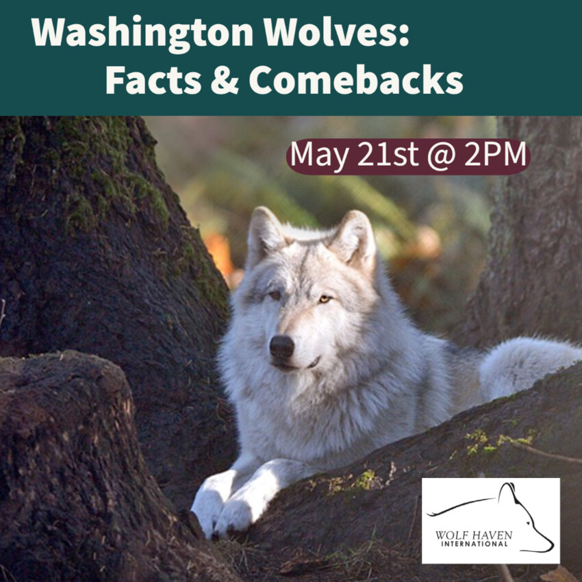 Washington Wolves: Facts and Comebacks | The JOLT News Organization, A ...