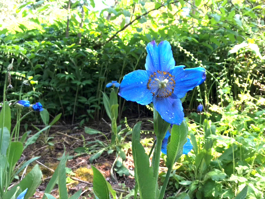 One of the very few Himalayan blue poppies in bloom for the Rhododendron Species Foundation festival last weekend.