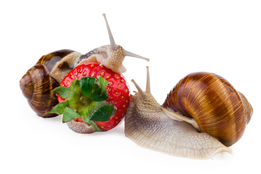 Snails like strawberries!
